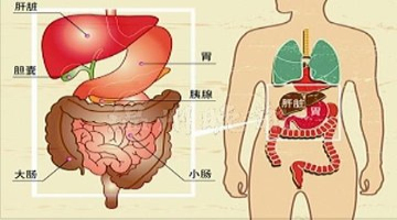 胰腺毗邻器官位置图图片